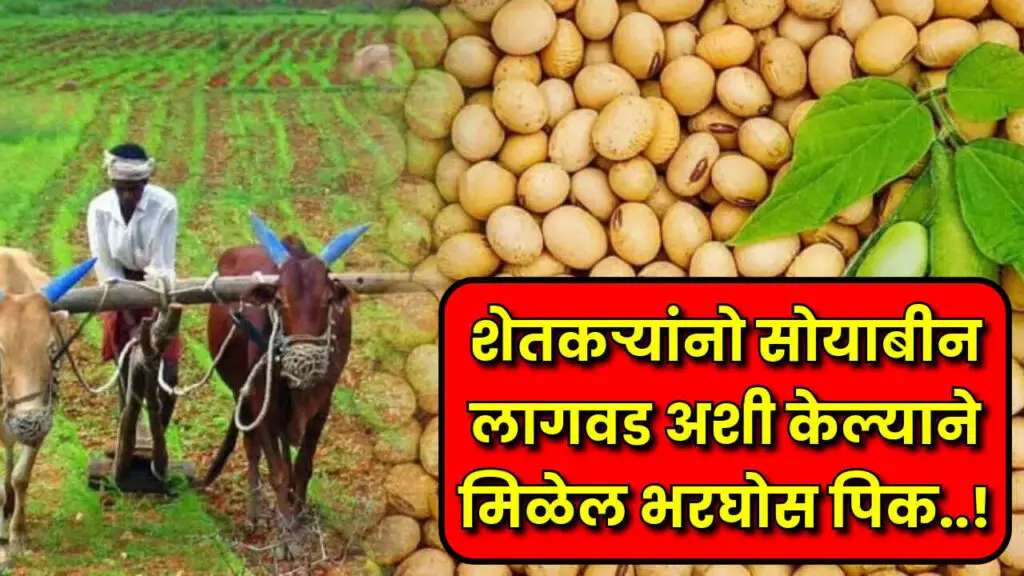 soyabean lagwad mahiti 2024