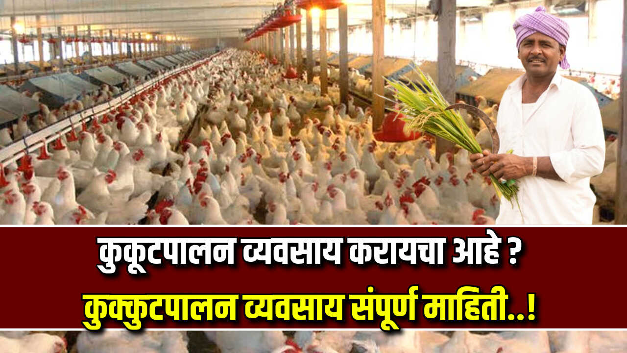 kukut palan informaton marathi 2024