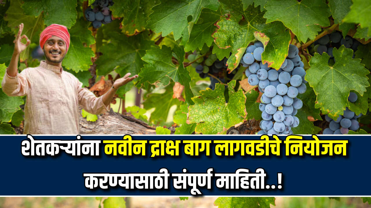 Draksh bag lagavad mahiti 2024