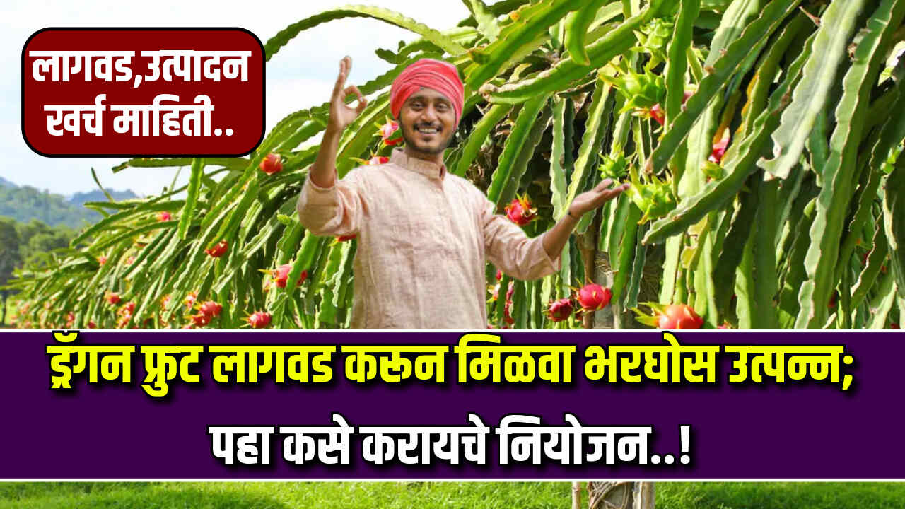 dragon fruit lagavd mahiti 2024