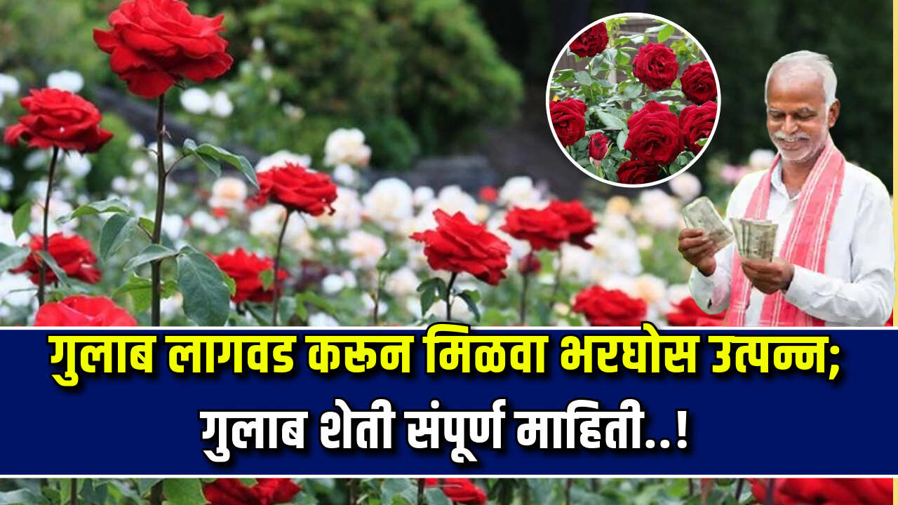 Gulab lagavad mahiti 2024