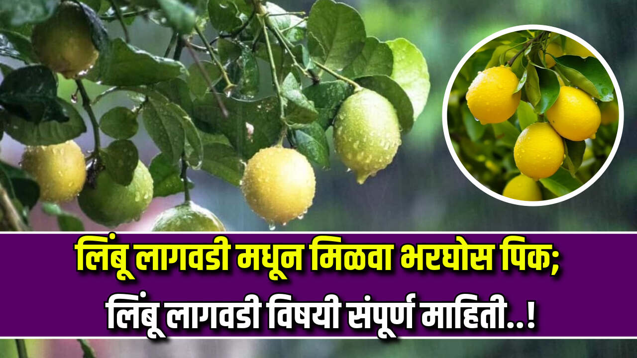 limbu lagavad mahiti 2024