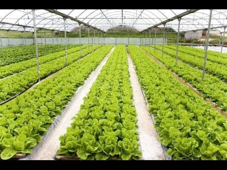 Hydroponic Farming 2024