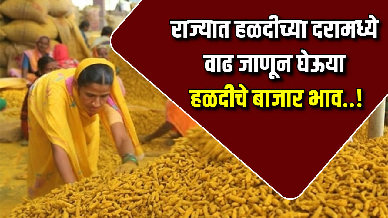 Halad bajarbhav 2024