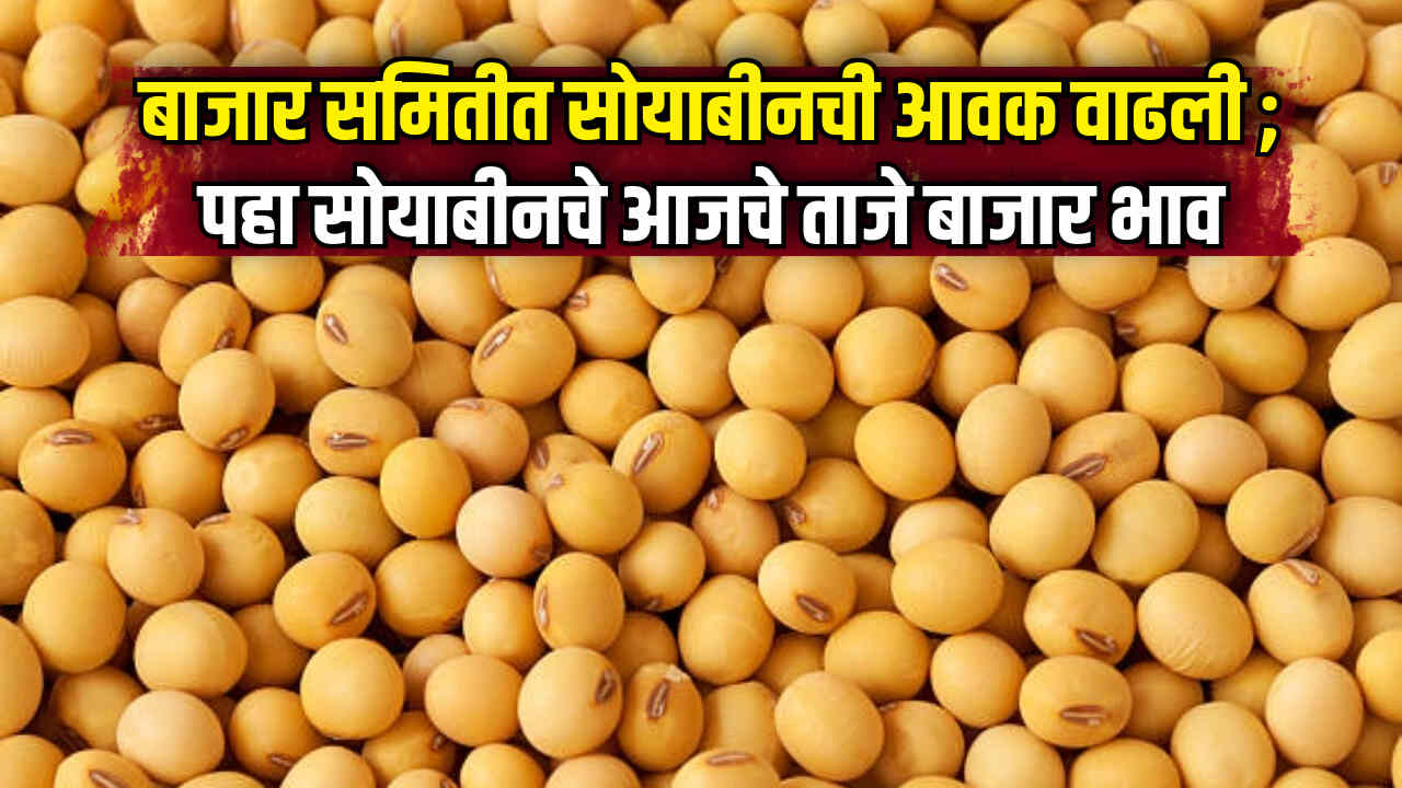 Soyabean Bajarbhav 2024