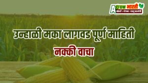 Planting summer maize Full information